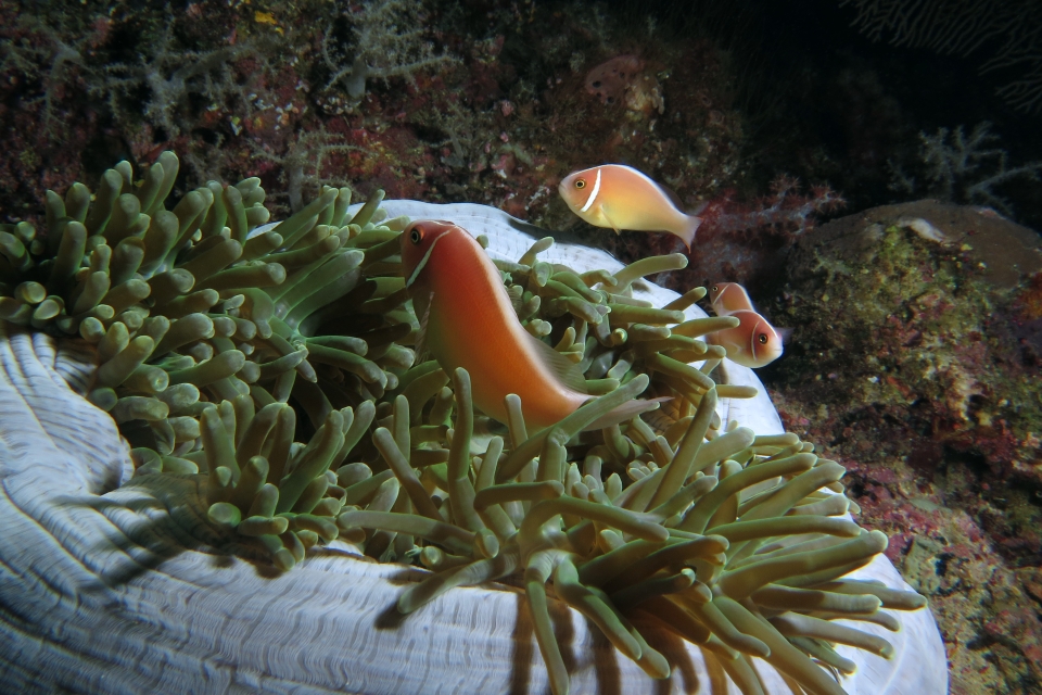 Amphiprion perideraion, Heteractis magnifica