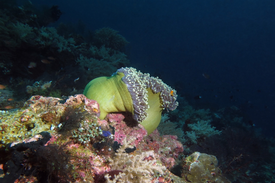 Heteractis magnifica, Amphiprion ocellaris