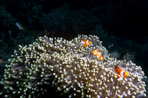 Amphiprion perideraion, Heteractis magnifica