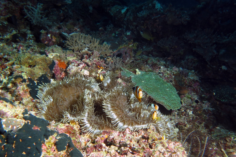 Amphiprion clarkii, Heteractis aurora