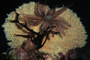 Colobometra perspinosa