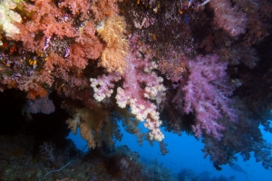 Dendronephthya sp., Scléronephthya sp.