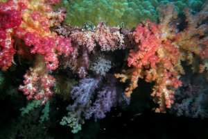 Dendronephthya sp., Scléronephthya sp.