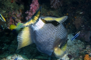 Balistoides viridescens, Labroides dimidiatus