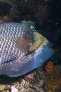 Balistoides viridescens, Labroides dimidiatus