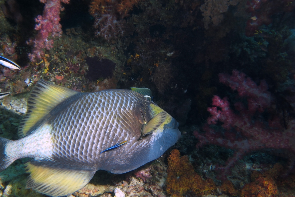 Balistoides viridescens, Labroides dimidiatus