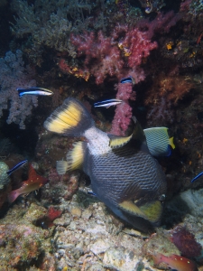 Balistoides viridescens, Labroides dimidiatus, Bodianus diana