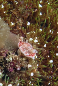 Goniobranchus reticulata, Clavularia sp.