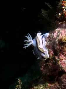 Chromodoris Willani