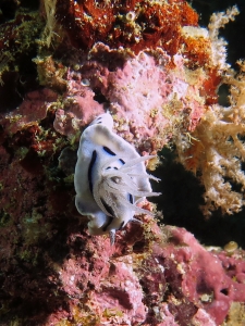 Chromodoris Willani