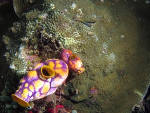 Ecsenius bandanus, Leptastrea purpurea, Polycarpa aurata