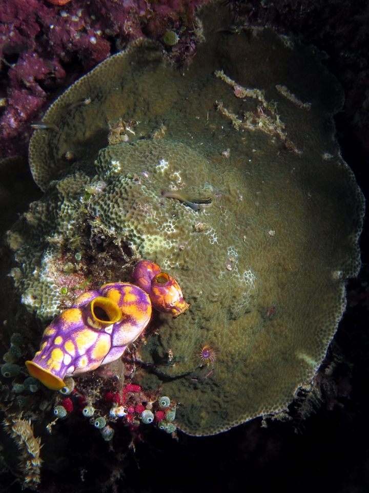 Ecsenius bandanus, Leptastrea purpurea, Polycarpa aurata