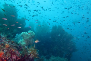 Pterocaesio pisang, Chromis scotochiloptera, Glassfish