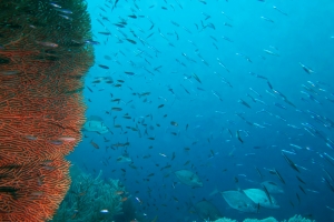 Glassfish, Pterocaesio pisang, Carangoides bajad