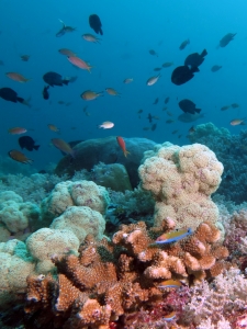 Umbellulifera sp., Thalassoma lunare, Pocillopora sp.