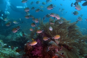 Chromis scotochiloptera