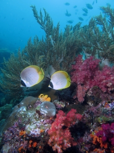 Chaetodon adiergastos, Litophyton arboreum, Dendronephthya sp. ou Scléronephthya sp.