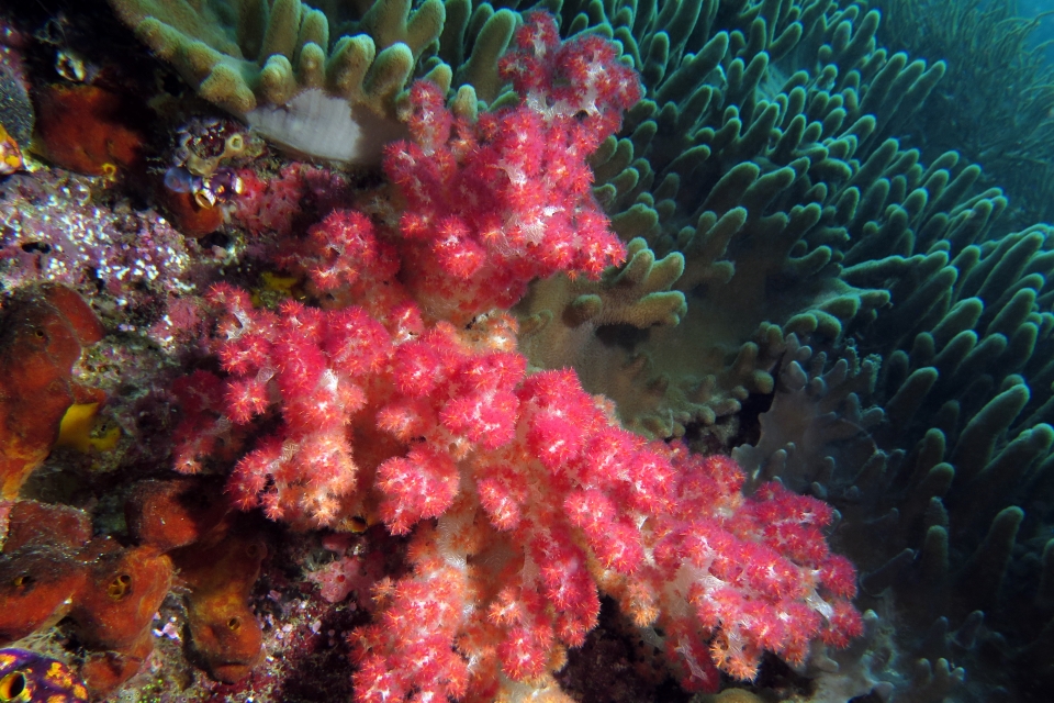 Dendronephthya sp. ou Scléronephthya sp., Sinularia sp.