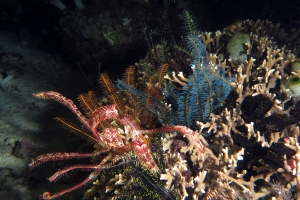 Millepora Tenera, diverses Comatules