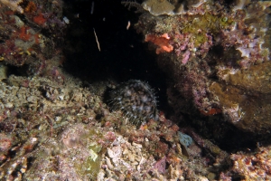 Cypraea tigris