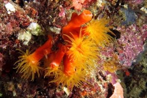 Cladopsammia gracilis ou Tubastraea coccinea