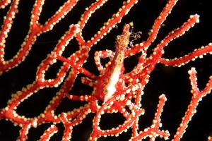 Xenocarcinus depressus, Astrogorgia dumbea