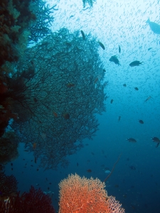 Gorgones filtrant une eau riche en plancton