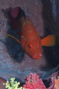 Cephalopholis miniata, Xestospongia testudinaria