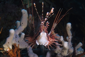 Pterois antennata, Eponge