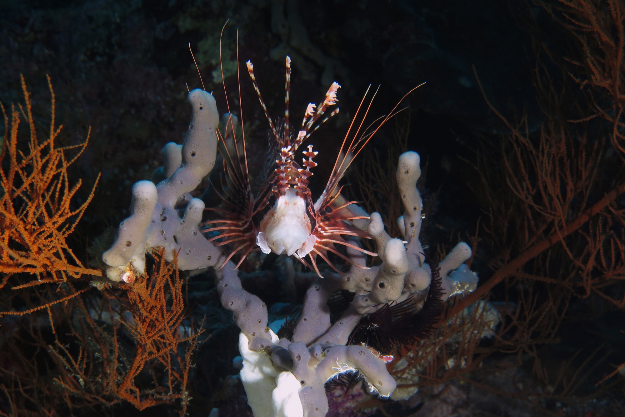 Pterois antennata, Eponge