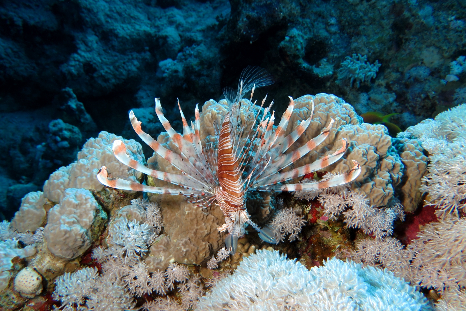 Pterois miles