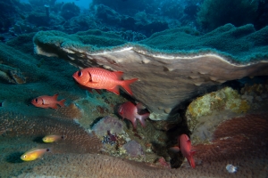 Myripristis kuntee, Archamia fucata, Turbinaria Reniformis