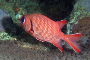 Myripristis kuntee, Turbinaria Reniformis