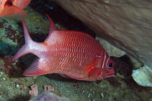 Sargocentron caudimaculatum, Myripristis kuntee