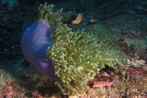 Heteractis magnifica, Amphiprion perideraion, Cirrhitichthys oxycephalus