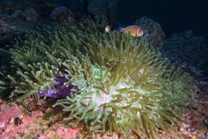 Amphiprion perideraion, Heteractis magnifica