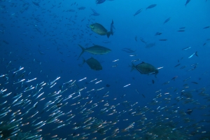 Siganus javus, Elagatis bipinnulata, Carangoides bajad, "Glassfish"