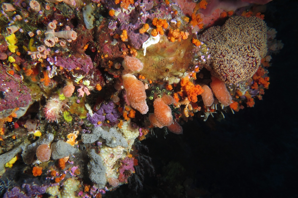 Récif habité par une multitude d'ascidies, d'éponges et coraux de formes et couleurs remarquables