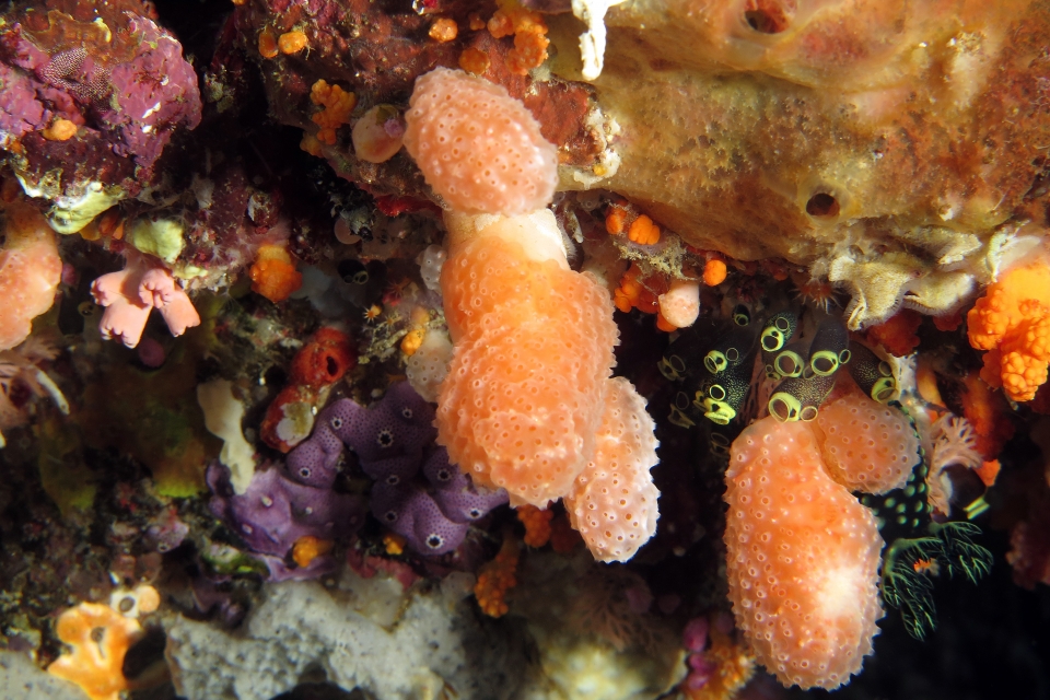 Pseudodistoma megalarva, Clavelina robusta, Didemnum sp