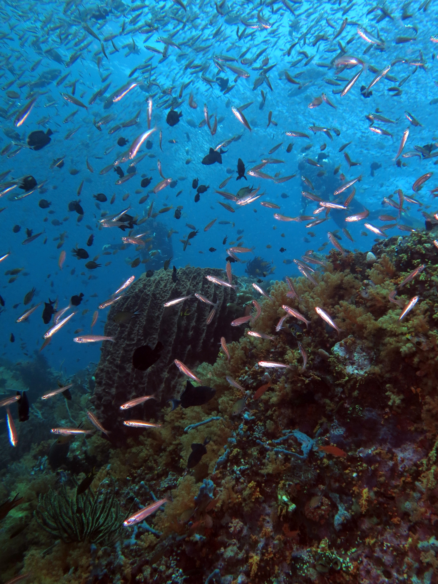 Hypoatherina barnesi, Xestospongia testudinaria