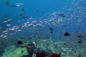 Hypoatherina barnesi, Dascyllus trimaculatus, Chromis scotochiloptera, Gymnosarda unicolor