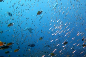 Hypoatherina barnesi, Gymnosarda unicolor