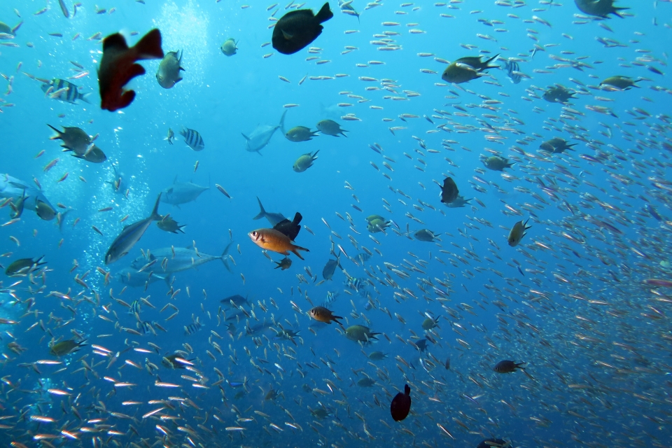 Chromis weberi, Hypoatherina barnesi, Gymnosarda unicolor