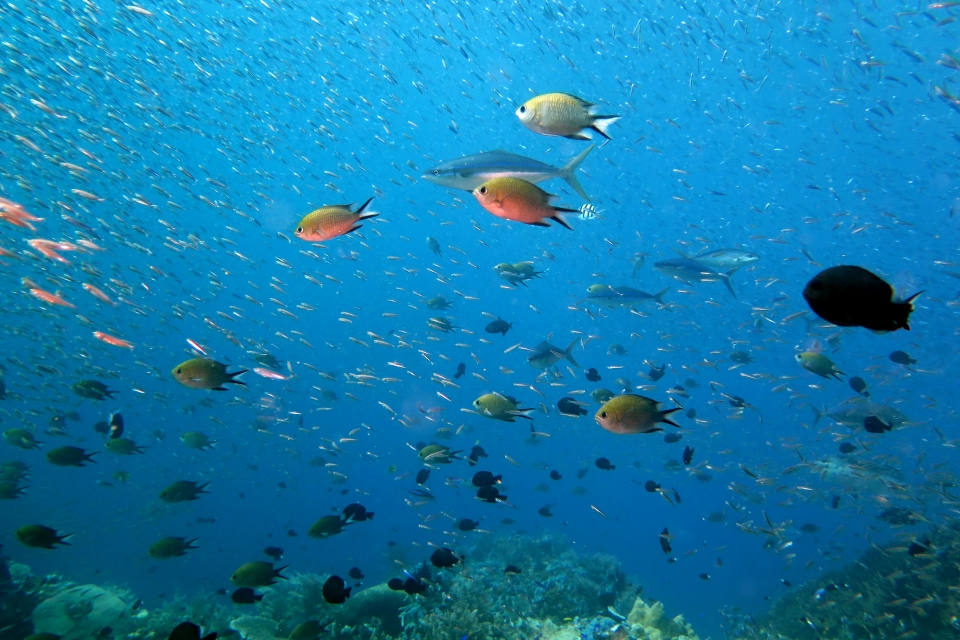 Elagatis bipinnulata, Chromis scotochiloptera, Dascyllus trimaculatus, Hypoatherina barnesi