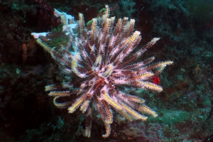 Comaster schlegelii, Annella mollis