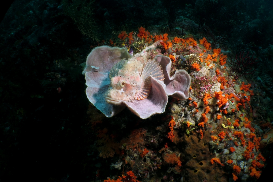 Scorpaenopsis oxycephala, Callyspongia sp.