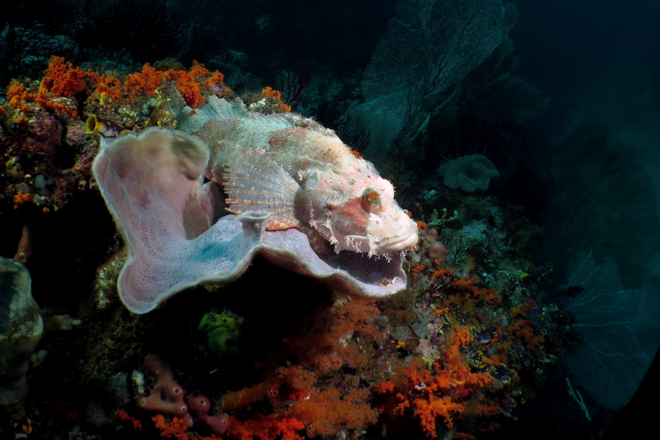 Scorpaenopsis oxycephala, Callyspongia sp.