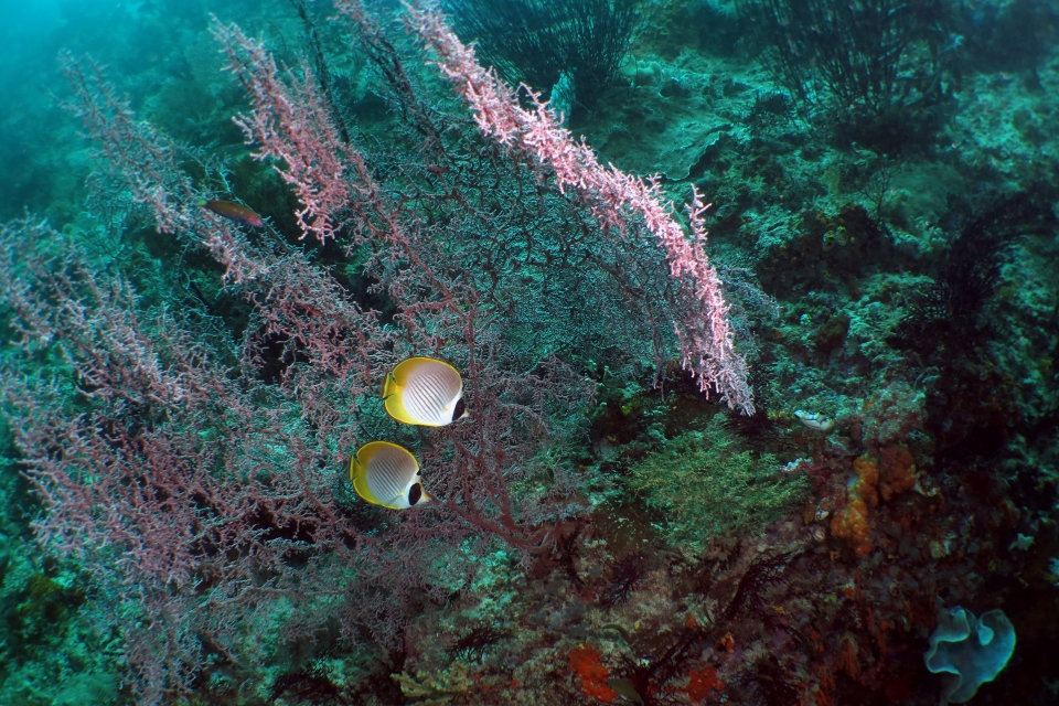 Chaetodon adiergastos, Muricella plectana