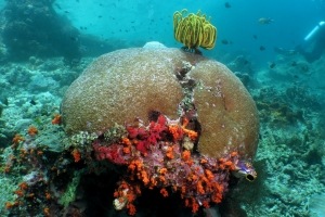 Anneissia bennetti, Astreopora myriophthalma