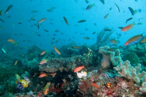 Récif balayé par des bancs d'anthias et de girelles